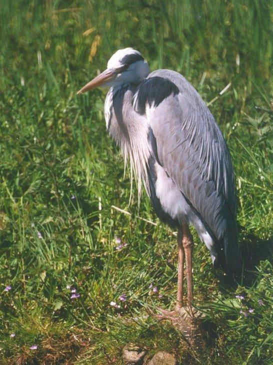 MKramer-Grey heron-Gray Heron-from Holland-in tall grass.jpg