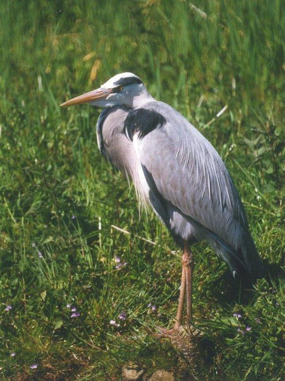 MKramer-Grey heron2-Gray Heron-from Holland-in tall grass.jpg