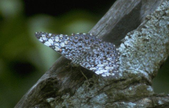 MKramer-Hamadryas feronia-Variable Cracker Butterfly-from Costa Rica.jpg