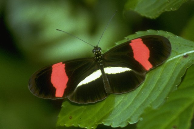 MKramer-Heliconius melpomene 2-Melpomene Longwing Butterfly.jpg