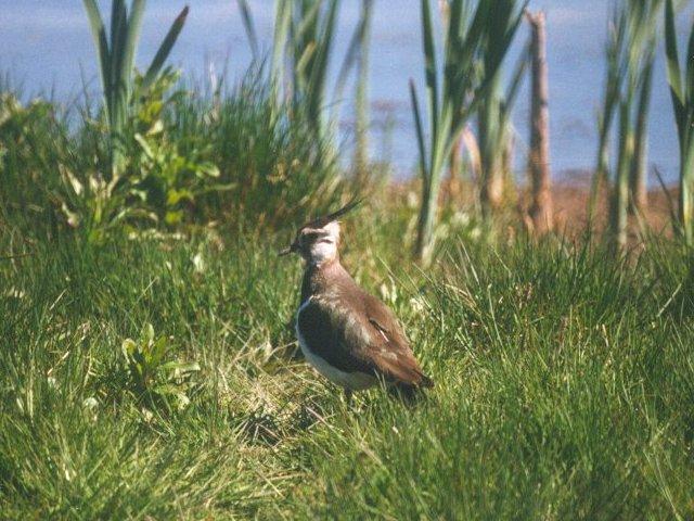 MKramer-Lapwing-from Holland-in tall grass.jpg