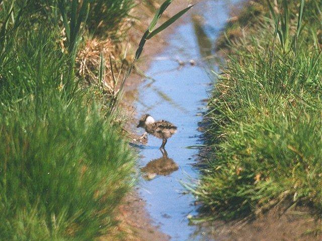 MKramer-Lapwing chick-from Holland-baby in water.jpg