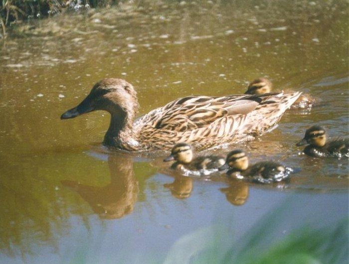 MKramer-Mallard and ducklings-from Holland-swim to march.jpg