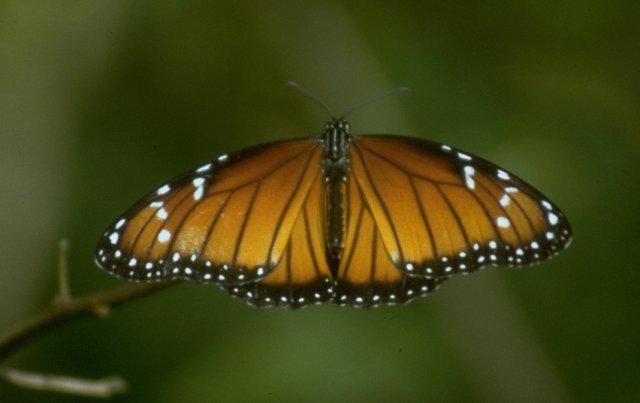 MKramer-Monarch Butterfly-from Costa Rica.jpg