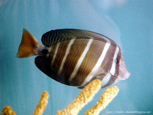 MKramer-MontereyBayAquarium-2-Ringed Tang Fish-closeup.jpg