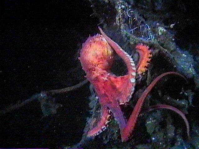 MKramer-Octopus01-deep sea around South Africa.jpg