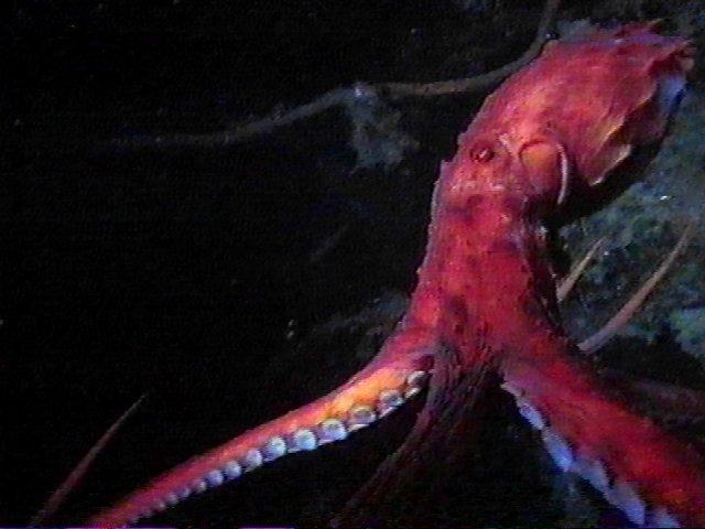 MKramer-Octopus02-deep sea around South Africa.jpg