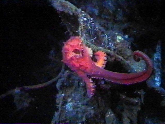 MKramer-Octopus03-deep sea around South Africa.jpg
