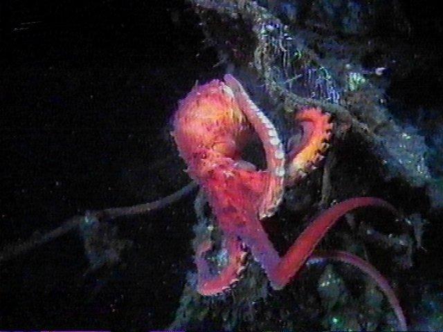 MKramer-Octopus04-deep sea around South Africa.jpg