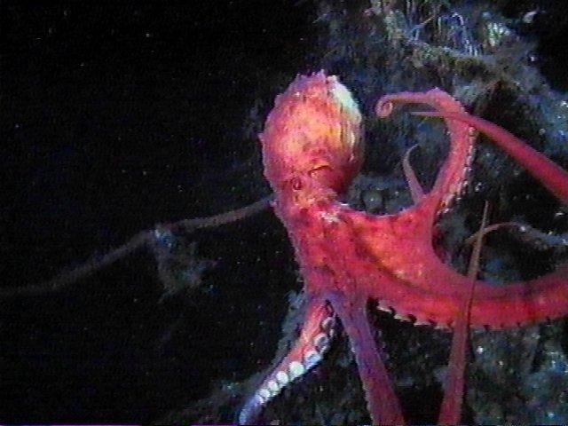 MKramer-Octopus05-deep sea around South Africa.jpg