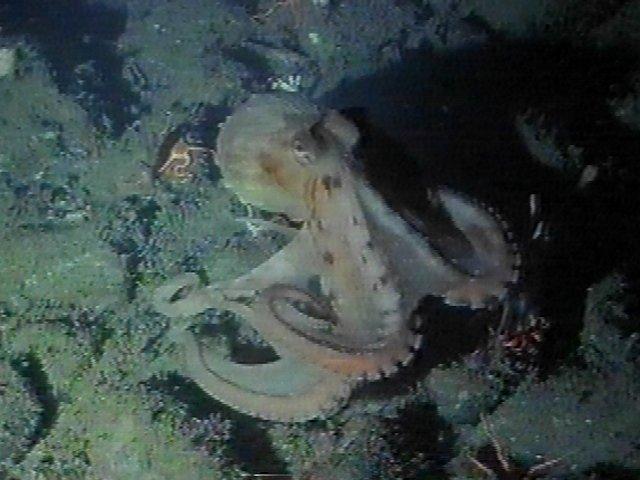 MKramer-Octopus06-deep sea around South Africa.jpg