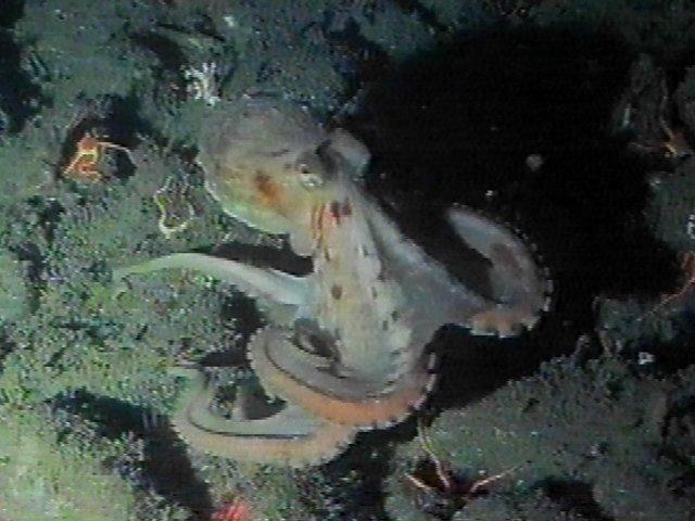 MKramer-Octopus07-deep sea around South Africa.jpg