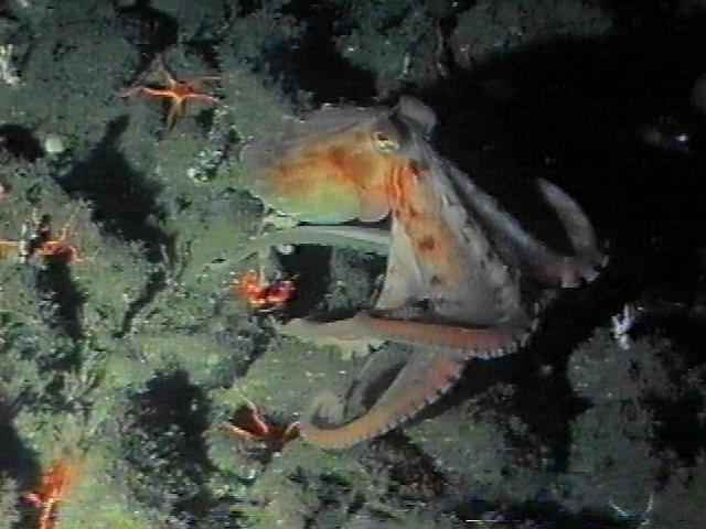 MKramer-Octopus08-deep sea around South Africa.jpg