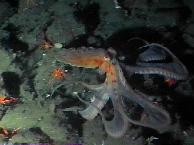 MKramer-Octopus09-deep sea around South Africa.jpg