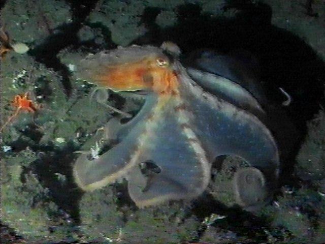 MKramer-Octopus10-deep sea around South Africa.jpg
