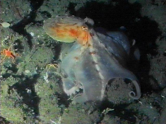 MKramer-Octopus11-deep sea around South Africa.jpg