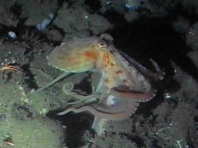 MKramer-Octopus12-deep sea around South Africa.jpg