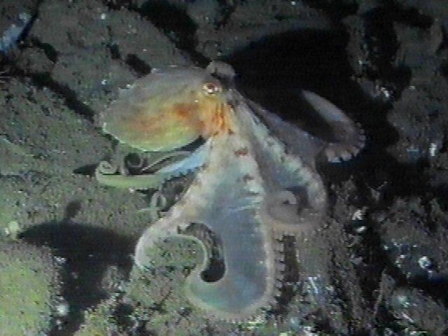 MKramer-Octopus13-deep sea around South Africa.jpg
