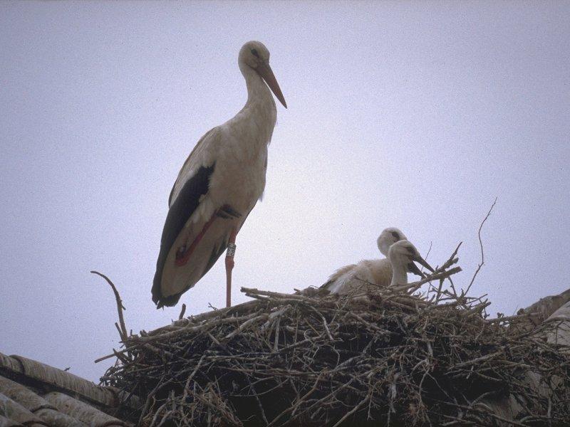 MKramer-Ooievaar-European White Storks-mom and juveniles on nest.jpg