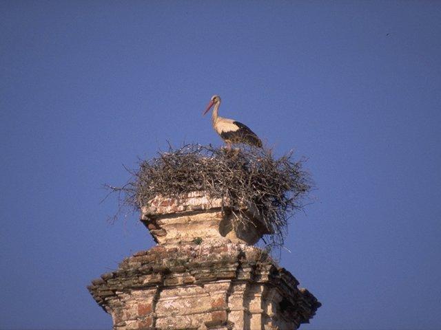 MKramer-Ooievaar op nest-European White Stork-on nest.jpg