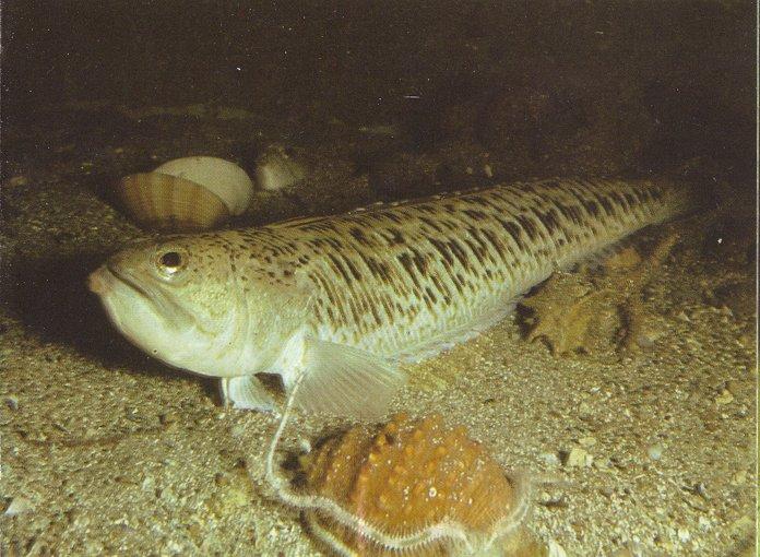 MKramer-Pieterman-Weaver Fish-with Scallop-and-Marine Roundworm.jpg