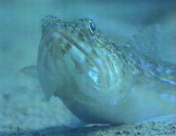 MKramer-Pieterman2-Weaver Fish-rasing head closeup-on sand bed.jpg
