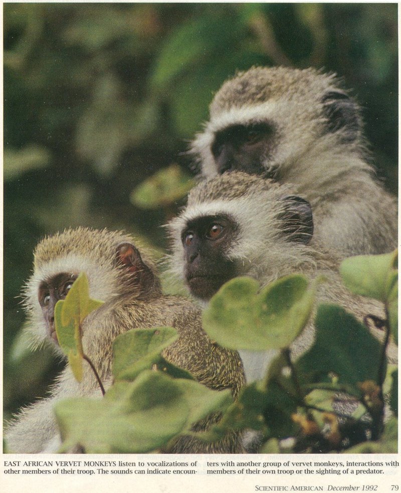 MKramer-Vervet monkeys-closeup of trio.jpg