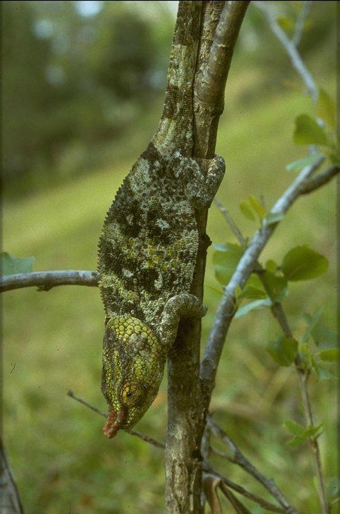 MKramer-Wild Chameleon-down tree.jpg