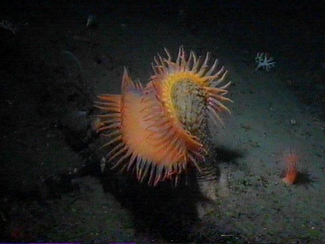MKramer-anemoon1-Deep Sea Anemone-around South Africa.jpg