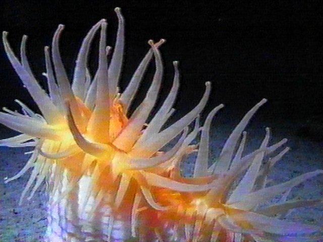 MKramer-anemoon2-Deep Sea Anemone-around South Africa.jpg