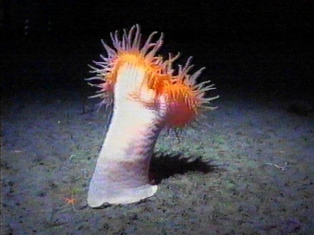 MKramer-anemoon3-Deep Sea Anemone-around South Africa.jpg
