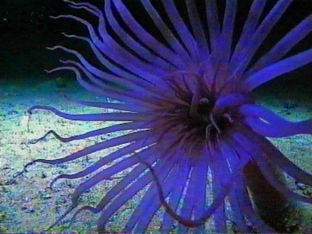 MKramer-anemoon5-Deep Sea Anemone-around South Africa.jpg