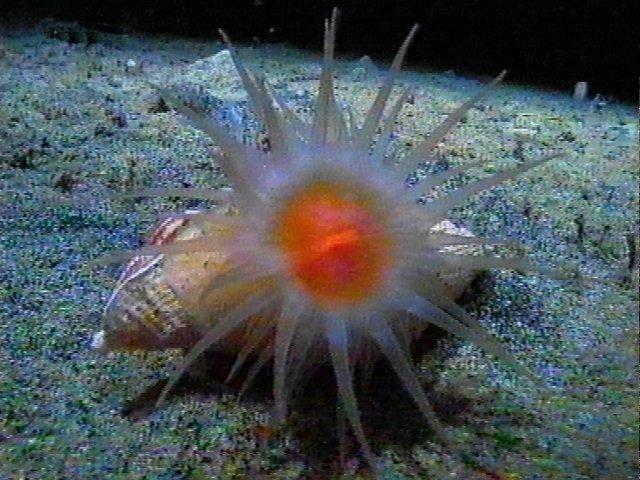 MKramer-anemoon6-Deep Sea Anemone-around South Africa.jpg