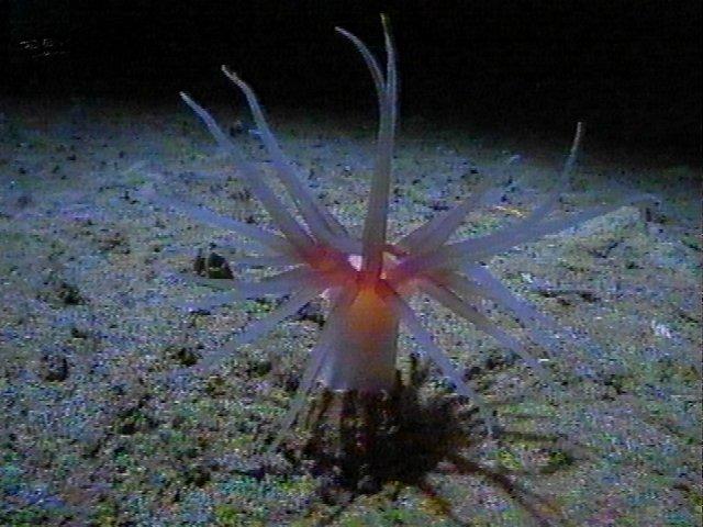 MKramer-anemoon7-Deep Sea Anemone-around South Africa.jpg