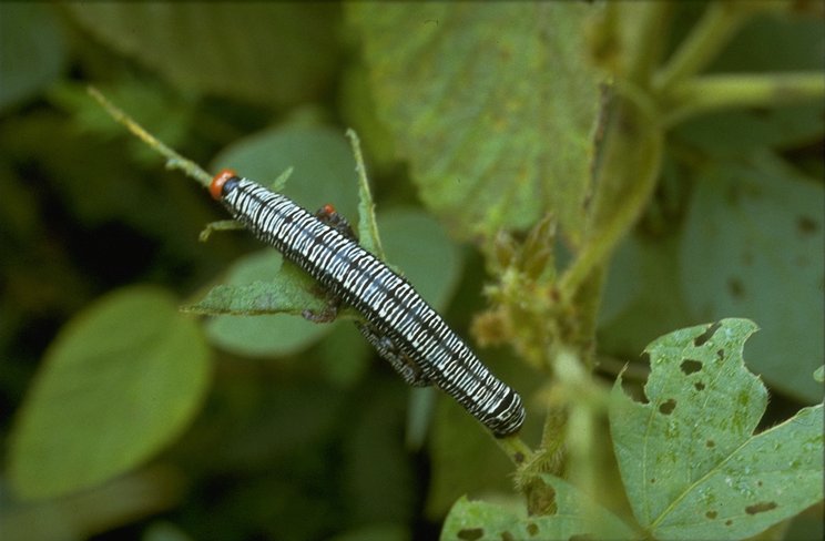 MKramer-caterpillar-from Costa Rica.jpg