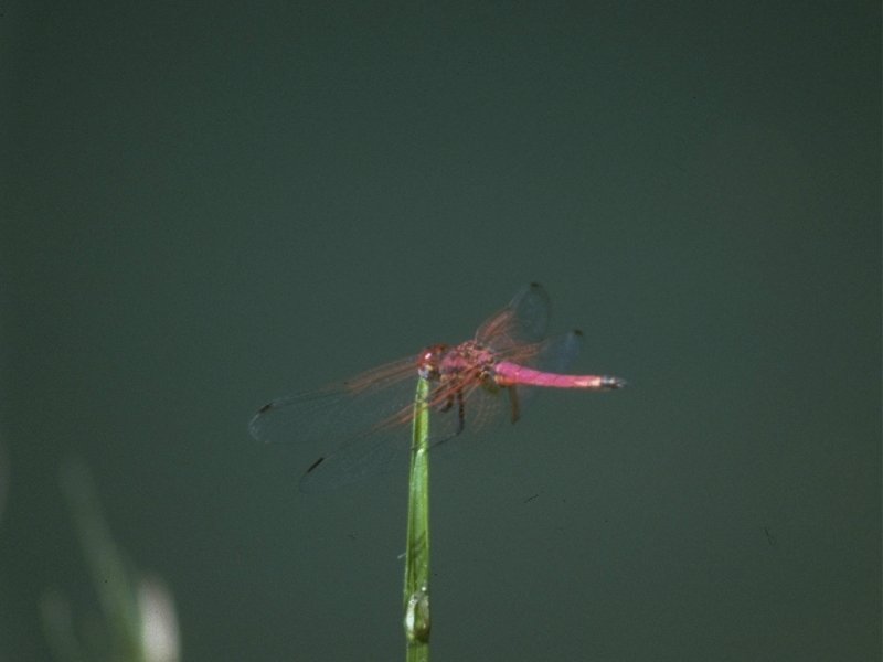 MKramer-dragonfly-from Madagascar.jpg