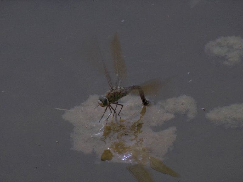 MKramer-egglaying dragonfly-from Pico Azores.jpg