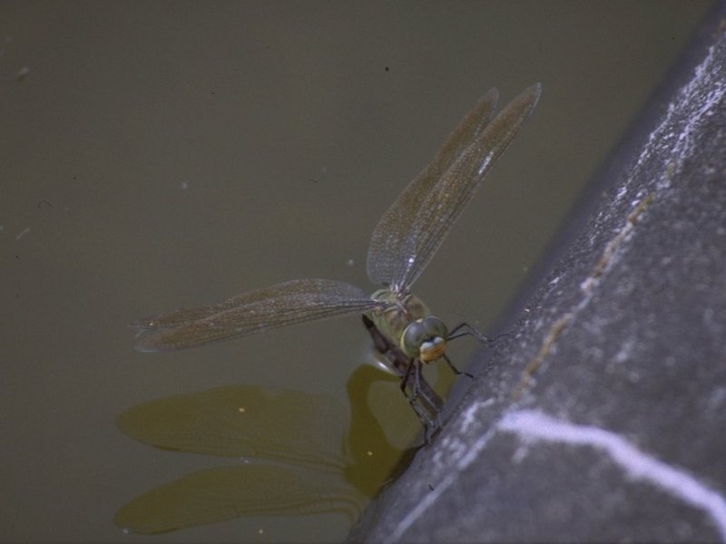 MKramer-egglaying dragonfly2-from Pico Azores.jpg
