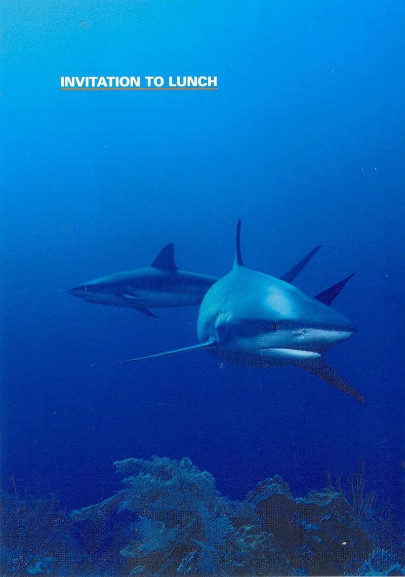 MKramer-haaien-Unidentified Sharks-closeup.jpg