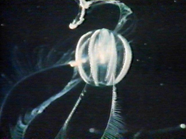 MKramer-ribkwal1-Cone Jellyfish.jpg