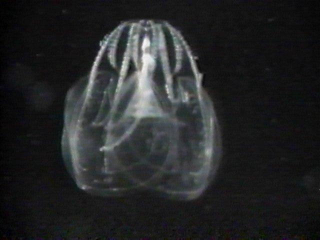 MKramer-ribkwal2-Cone Jellyfish.jpg