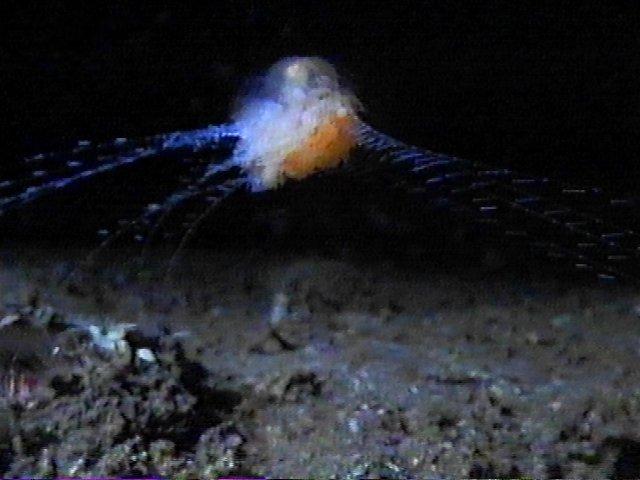 MKramer-staatskwal1-Hydrozoan-Deep Sea Jellyfish-around South Africa.jpg