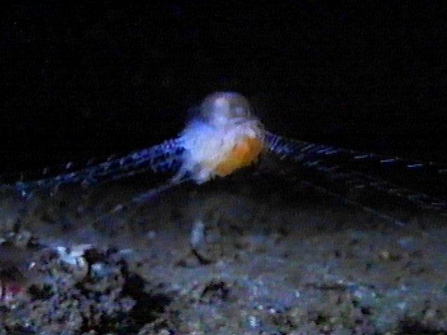 MKramer-staatskwal2-Hydrozoan-Deep Sea Jellyfish-around South Africa.jpg