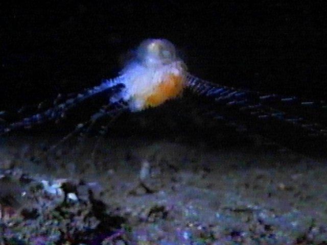 MKramer-staatskwal3-Hydrozoan-Deep Sea Jellyfish-around South Africa.jpg