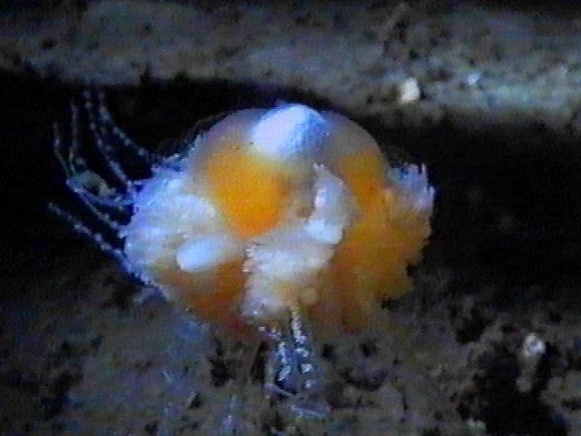 MKramer-staatskwal4-Hydrozoan-Deep Sea Jellyfish-around South Africa.jpg