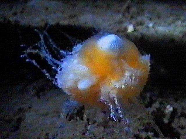 MKramer-staatskwal5-Hydrozoan-Deep Sea Jellyfish-around South Africa.jpg