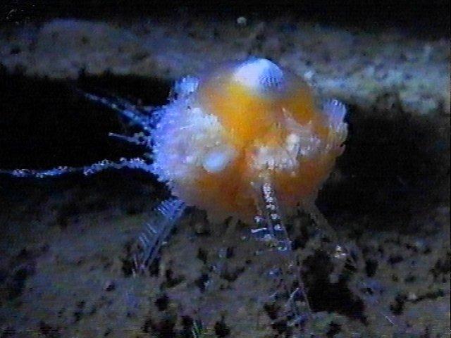 MKramer-staatskwal6-Hydrozoan-Deep Sea Jellyfish-around South Africa.jpg