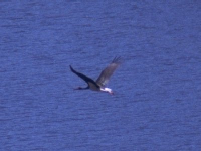 MKramer-zwarte ooievaar-Black Stork-in flight.jpg