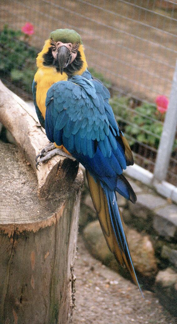 Macaw002-Blue-and-gold Macaw-by Ralf Schmode.jpg