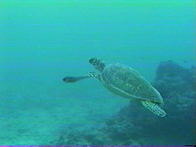 Magtrt-Green Sea Turtle-by randalld.jpg